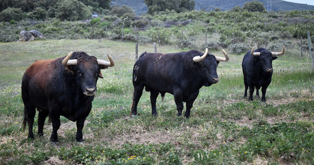 toro bravo español en el campo