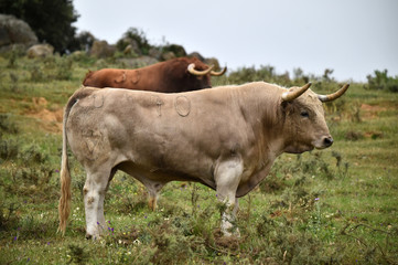 toro bravo español en el campo
