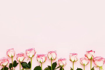 Pink roses border on pink background. Mothers day, Valentines Day, Birthday celebration concept. Copy space, top view