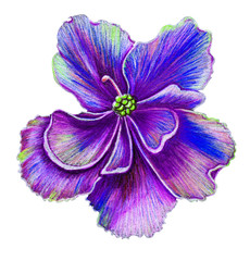 Tender violet flower isolated on white background. Hand   drawn coloredpencils art. Botanical illustration.