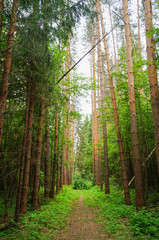 Forest trees nature green wood sunlight backgrounds