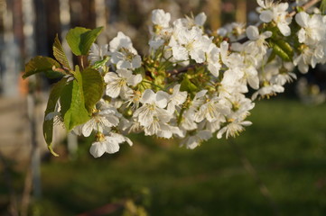 Blüten