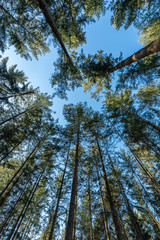 Fototapeta premium trees in the woods
