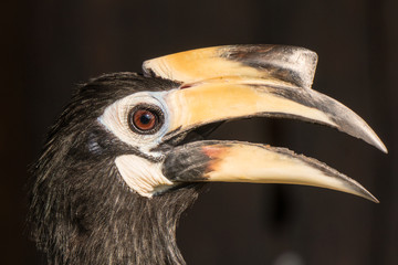 Oriental Pied Hornbill, Wildlife Alliance Release Station, Chi Phat, Cambodia © mtnmichelle