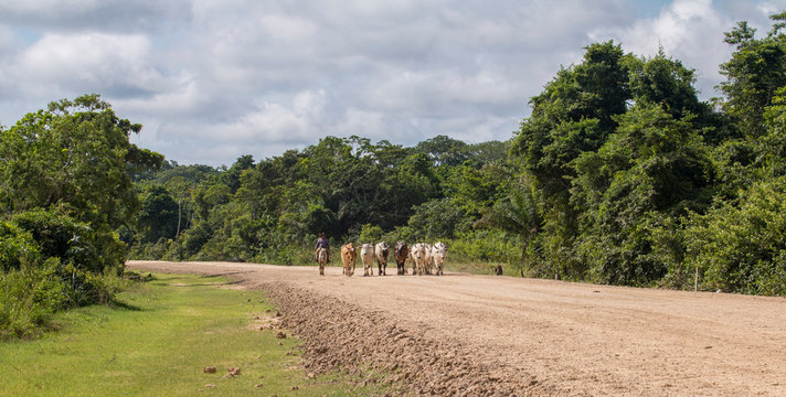 Vaqueros