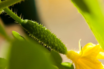 small cucumber with yellow flower