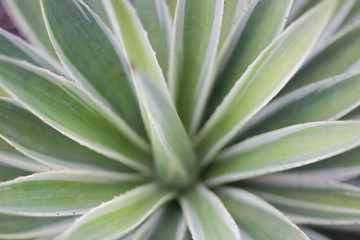 Agave del caribe