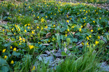 Forest flowers. Caltha palustris. Yellow flowers in the forest.