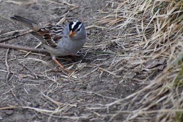 sparrow feeding