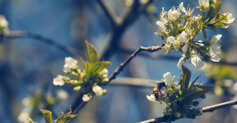 Bee collect pollen for honey from a white fruit tree blooming period 