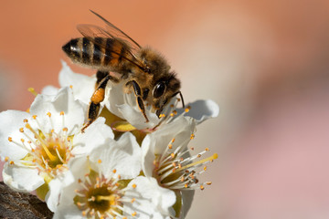 Honey bee on cherry plum flowers. Place for text.