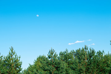 Fototapeta premium It is getting party. Blue sky. Moon. The young moon. Transparent moon. The moon on the background of trees. Pine forest.