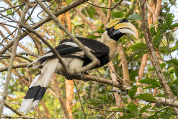 Great Hornbill, Wildlife Alliance Release Station, Chi Phat, Cambodia
