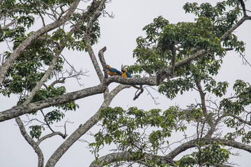 Fototapeta premium Parabas SI MG