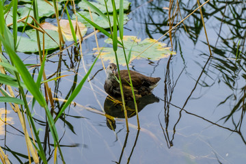 Lake of Banyoles in Catalonia, Spain.