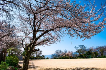 日出のサクラ