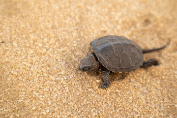 Little land turtle in the desert.