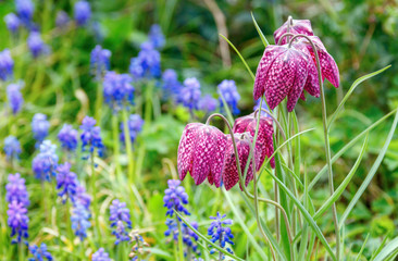 Beautiful, purple Snake's head (Fritillaria meleagris) flowers and blurred, blue grape hyacinths (Muscari botryoides) in the background.