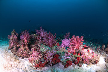 Naklejka na ściany i meble Colorful of soft coral in Myanmar
