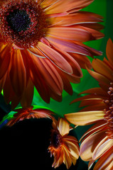 Two orange gerbera flowers and their reflections on the surface of a mirror ball, as well as improvisation with green light in the background