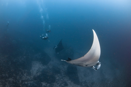 Nice shot of Manta ray with scuba diver.