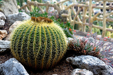 Visit the exotic garden of Monaco where there are huge collections of cacti and succulents