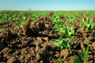 In the soil green pea sprout shoots. Green shoots in the garden. Vegetable pea in the field. Flowering legumes. Cultivation
