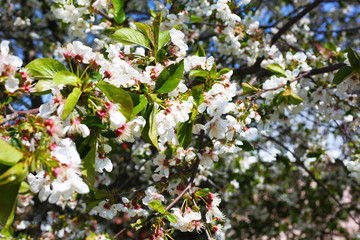 Selective focus branch of blooming Apple tree. White flowers on the branch. Spring time concept.