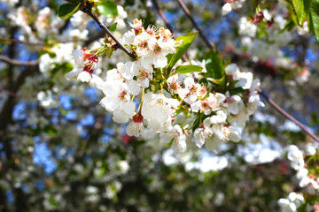 Selective focus branch of blooming Apple tree. White flowers on the branch. Spring time concept.
