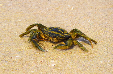 The crab crawled out in shallow water. Yellow sand. Not strong waves.