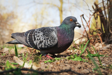 A wild dove stands on the grass of a city park and has a seed in its beak. Dove found a seed and is going to eat it