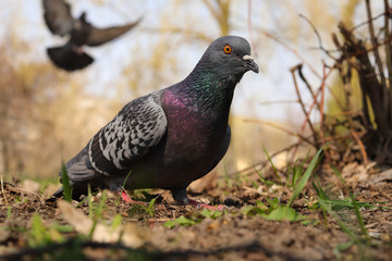 Wild dove walks through the grass of a city park in search of food