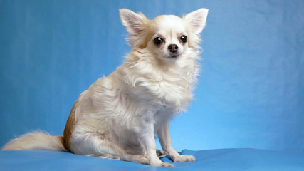 beautiful cute fluffy white Chihuahua dog posing on blue background