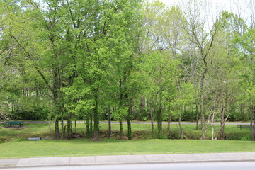 Shades of Spring