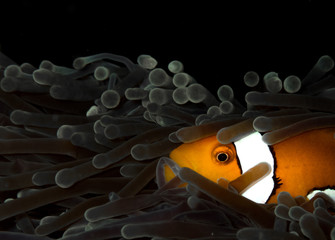 Nemo clown fish in the anemone on the colorful healthy coral reef.