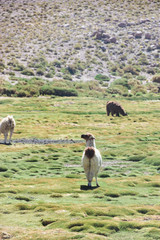 llamas comiendo cesped en cerro 