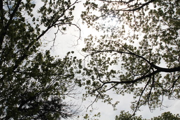 Shades of Spring