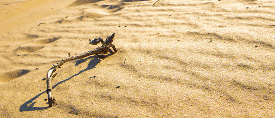 Sand waves in the desert. Bushes in the sand. Sticks in the sand. Kharkiv, Ukraine. Ukrainian nature. Desert landscape.