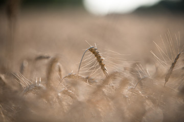 spikelet on the sunset