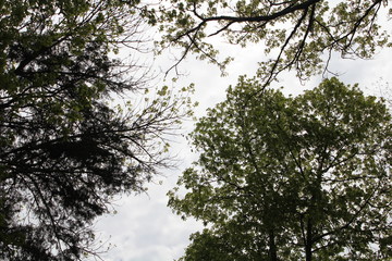 Shades of Spring