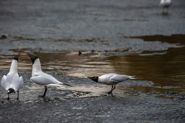 Seagull fly water spring nature lake birds cloud day light reflection