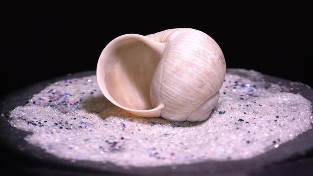 Empty snail shells victims Santo spins in a circle Recording in the studio