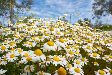 daisy flower meadow in antequera, Malaga. Spain