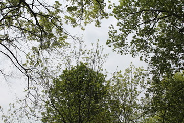 Shades of Spring