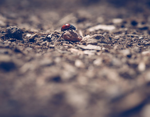 Small lady beetle in a big world