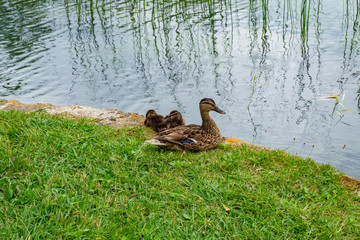 Lake of Banyoles in Catalonia, Spain.