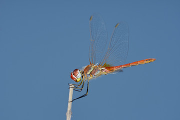 Yellow-winged Darter (sympetrum flaveolum) perched on branch (Dragonfly)