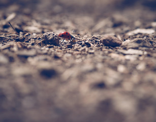 Small lady beetle on a forest road