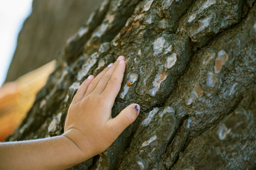 Lady bug on tree bark