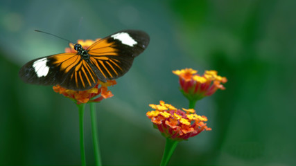 butterfly on flower
